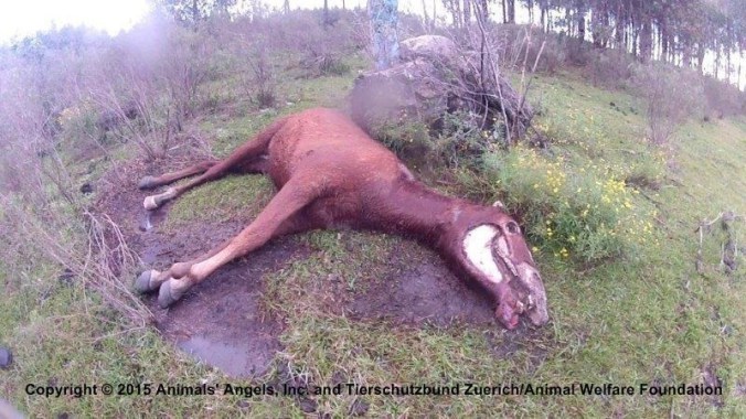 Dead mare found in blood farm pasture. Photo courtesy of Animals' Angels.