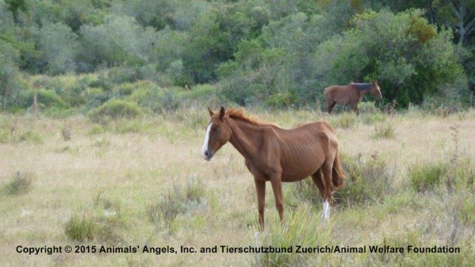 Thin mare on blood farm. Photo courtesy of Animals' Angels.